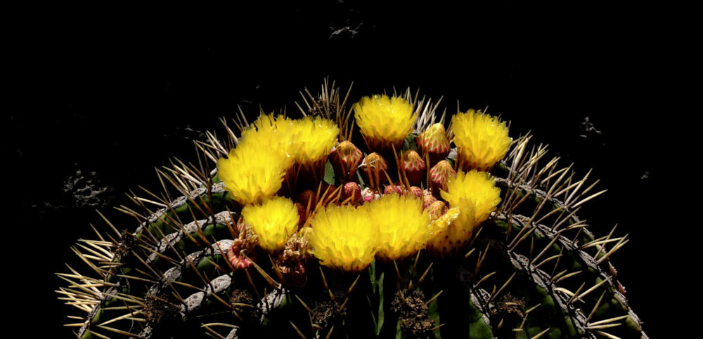 A Life cactus.